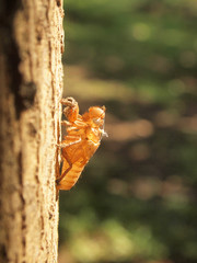 cicada slough holding on a tree