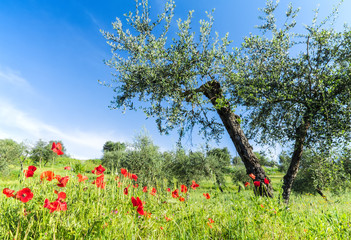 The red poppies and olive tree at spring