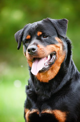 rottweiler dog portrait