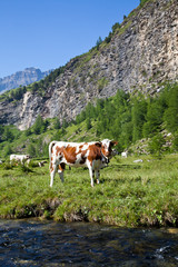 Fototapeta na wymiar Cows and Italian Alps