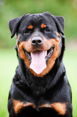 rottweiler dog portrait outdoors