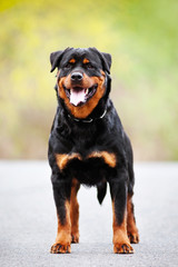 rottweiler dog standing outdoors