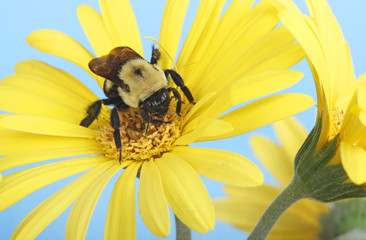 Bumble Bee on a Flower