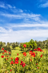 The red poppies at spring