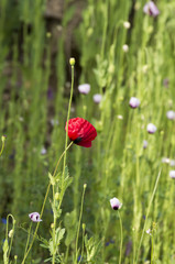 Obraz premium red poppy