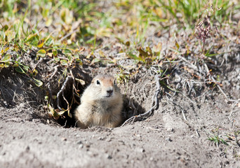 Ground squirrel