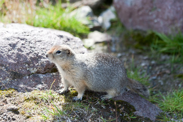 Ground squirrel