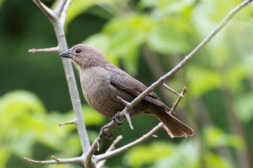 Brown Headed Cow Bird