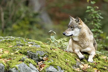 Fototapete Wolf Wolf (Canis lupus)