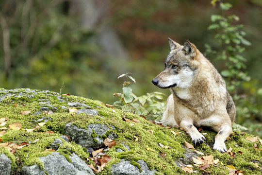 Fototapeta Wolf (Canis lupus)