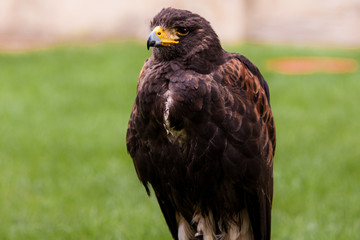 Fototapeta premium Steinadler