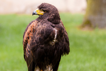 Steinadler