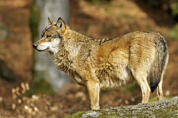 Fototapeta premium Wolf (Canis lupus)