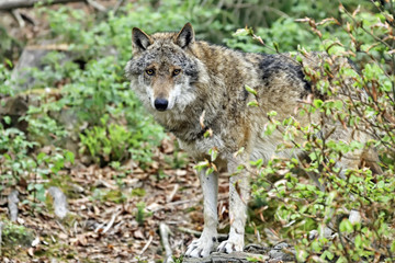 Wolf (Canis lupus)