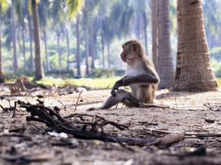 Monkey sitting at the forrest
