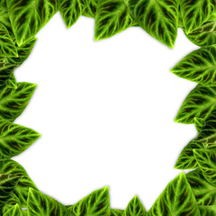 Fototapeta na wymiar green leaves frame on white background