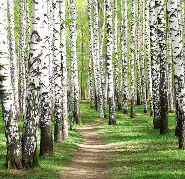 Spring in birch grove