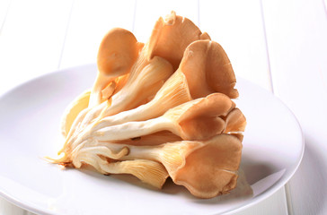 Fototapeta premium Fresh oyster mushrooms