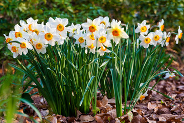 Fototapeta premium narcissus flowers.