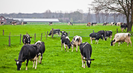 Cows on meadow with green grass. Grazing calves