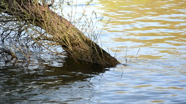 Baum bei Hochwasser unter Wasser