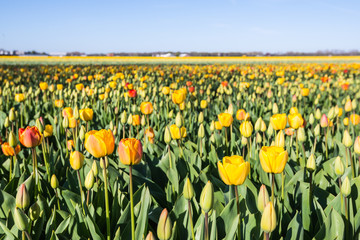 Budding and flowering tulips in different colors