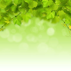 Fototapeta na wymiar Bukiet zielonych liści winorośli