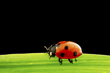 ladybug isolated on black