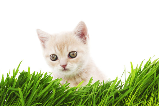 cat behind grass