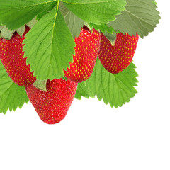 many strawberries closeup