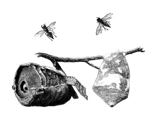 Insects : Wasp's Nest - Nid de la Guêpe Cartonnière