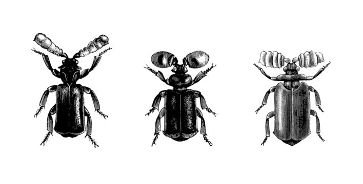 3 Insects : Beetles - Col&eacute;opt&egrave;res - Strange Antennas