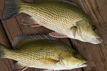 Mangrove Snapper