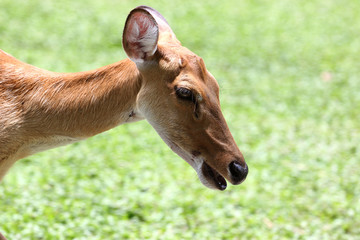 The side of the head deer.