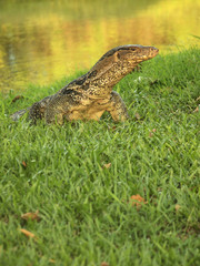(Varanus salvator) the large species of monitor lizard