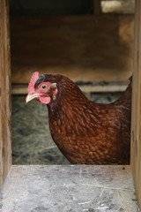 Chicken Framed Inside Coop Door