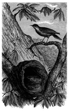Bird & Nest - Oiseau : le Fournier - Furnarius Rufus