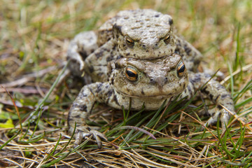 Mating Common or European Toads (Bufo bufo)