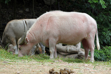 White Buffalo eating grass in the field.