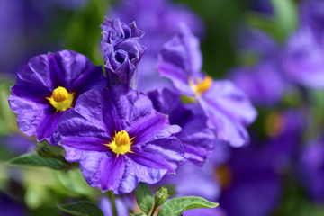 Solanum rantonnetii (Species: Lycianthes rantonnetii)