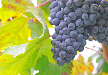 bunch of blue chianti grapes and leaf, shallow dof