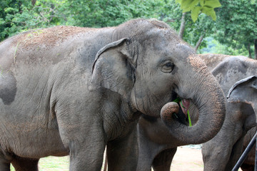 Asian elephant eating grass happily.
