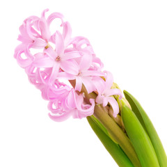 Pink hyacinth on white background