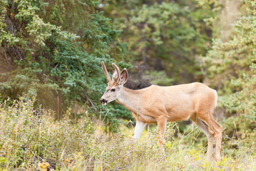 Naklejka na ściany i meble Young mule deer buck with velvet antlers in taiga