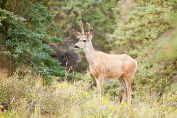 Young mule deer buck with velvet antlers in taiga