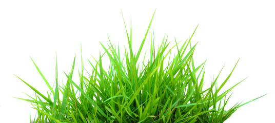 grass