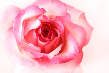 Fototapeta na wymiar Beautiful pink rose