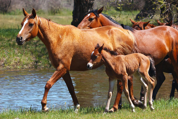 Horses with a young foal walking in a meadow along the river
