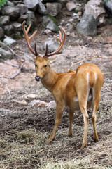 wild deer are staring with great interest.