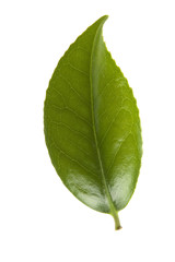 Obraz premium fresh tea leaves isoalted on the white background